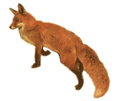 I am a Fox